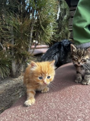 ������ �� �����: ���������, ���������� �� ����� � ����� �����, ����� � ���� �����������