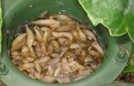 ����������� ��������� ��� ������ �� �������� � ���� � �������