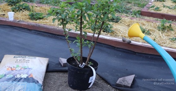 ���������: ������� � ���� �� ���������� ���������