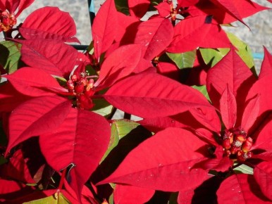 ��� ��������� ����������: ������ �� ����� �� �������������� �������