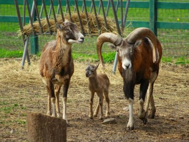 ��������� ���������: � �������� ��������� �������� �������