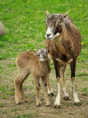 ����������� � ���������� ��������