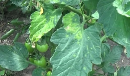 ��� ���������� � �������� ��������� �� ���������: ������ ��������� ����������