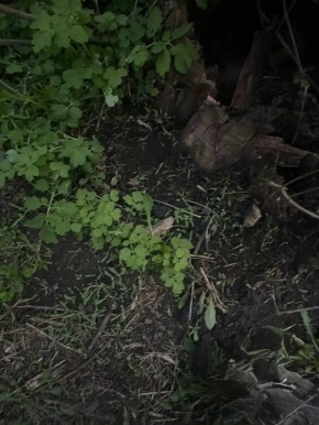 �������������� ������������ ������� ���� ����������� �������� ����������