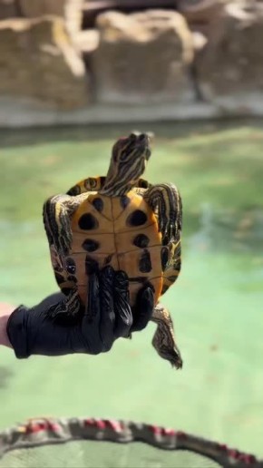 50 ���������� ������� ������� � ����� ����� �����