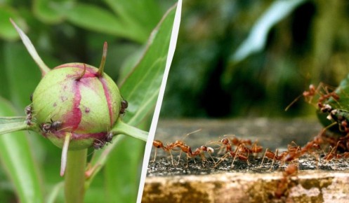 ������ ������� ������� ��� ���������� �������� � ��� �������� �� ���������