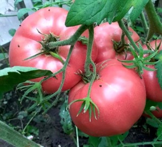 ������� �������� ���������: ������ ����� ��� ��������� � ����