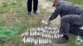 140 многозаходных браконьерских ловушек вытащили из Весёловского водохранилища