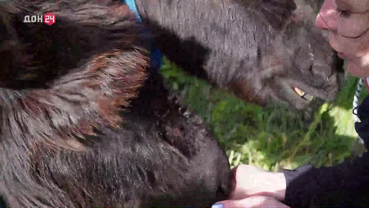 Астраханские ослики нашли новый дом на Дону