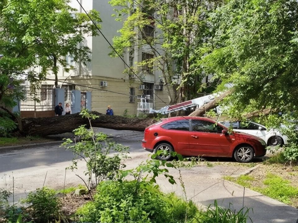 В Ростове дерево рухнуло на припаркованные машины и оборвало провода