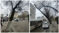 В центре Ростова на Ворошиловском спилят почти 60 аварийных деревьев