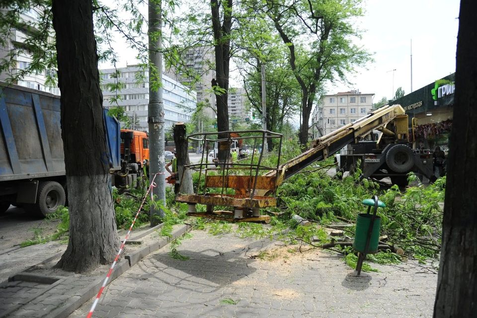 В Ростове на проспекте Ворошиловском, в районе ЦГБ, продолжается массовая вырубка деревьев В Ростове на проспекте Ворошиловском, в районе ЦГБ, продолжается массовая вырубка деревьев