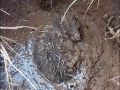 В Ростове в Левенцовке спасли ежа, провалившегося в глубокую яму