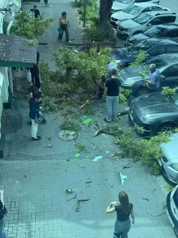 Ураганный ветер сносит деревья на людей