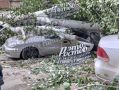 Еще кадры с поваленными деревьями в Ростове