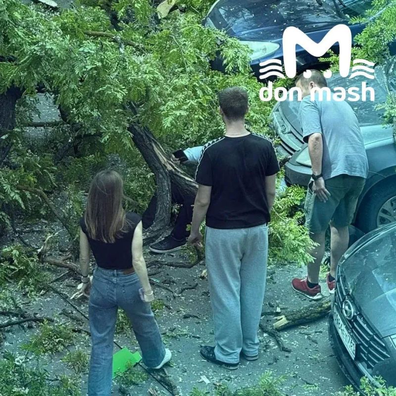 Ветка упала на голову ребёнка в Ростове Ветка упала на голову ребёнка в Ростове