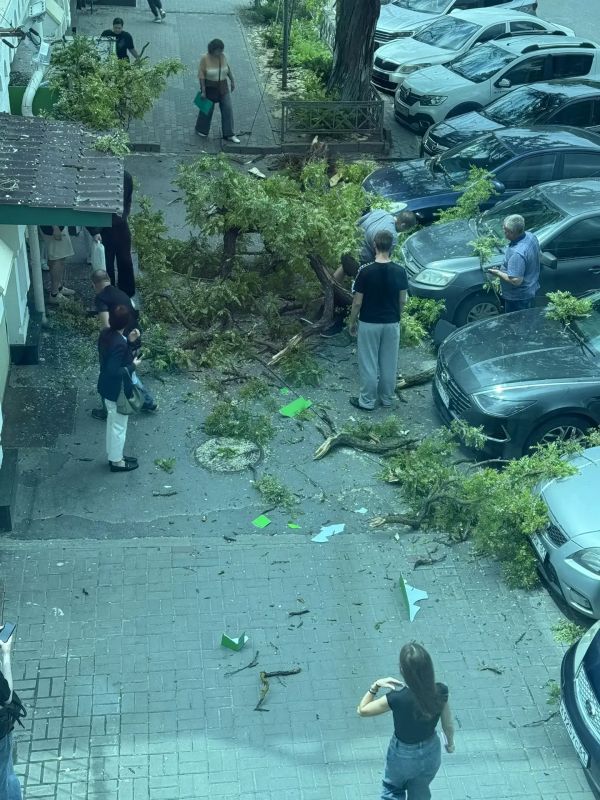 Огромная ветка упала на человека в центре Ростова Огромная ветка упала на человека в центре Ростова