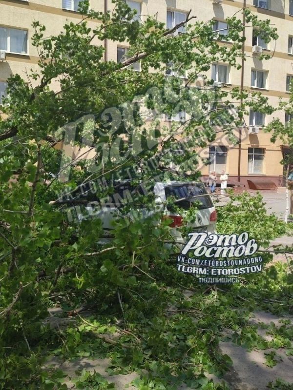 Продолжается... Деревопад в Ростове повредил еще несколько автомобилей на улице Дранко Продолжается... Деревопад в Ростове повредил еще несколько автомобилей на улице Дранко