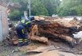 Ростовские коммунальщики убрали более 40 из 65 поваленных из-за сильного ветра деревьев, власти продолжают фиксацию повреждений машин совместно с ГАИ