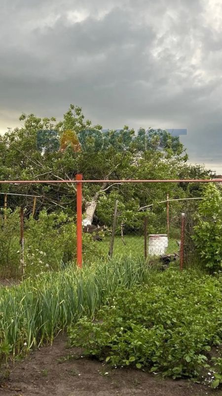 В Батайске дерево рухнуло на газовую трубу после урагана В Батайске дерево рухнуло на газовую трубу после урагана
