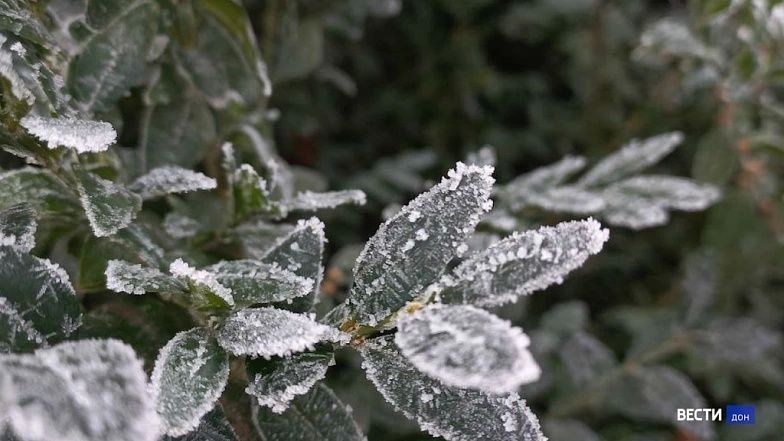 Заморозки в воздухе и на поверхности почвы -0,1...-2,0° ожидают на территории Ростовской области во второй половине ночи и утром 30 мая