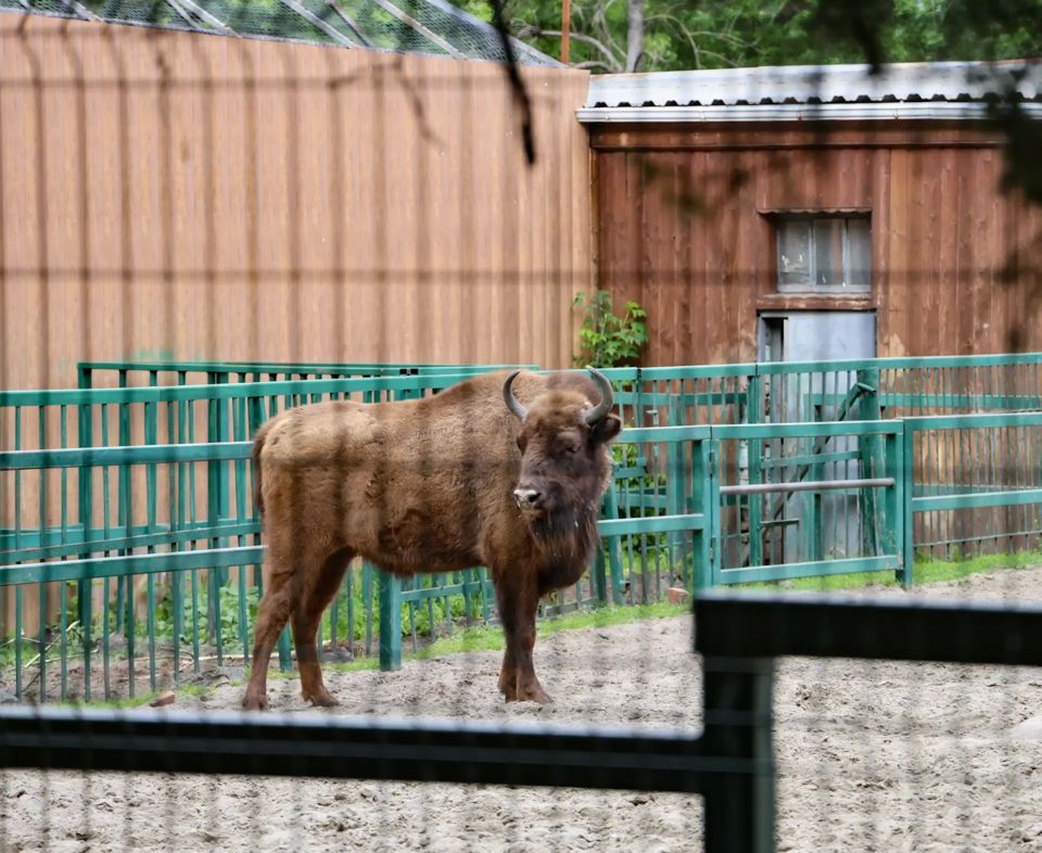 В ростовском зоопарке рассказали о ходе подготовки к 100-летнему юбилею В ростовском зоопарке рассказали о ходе подготовки к 100-летнему юбилею