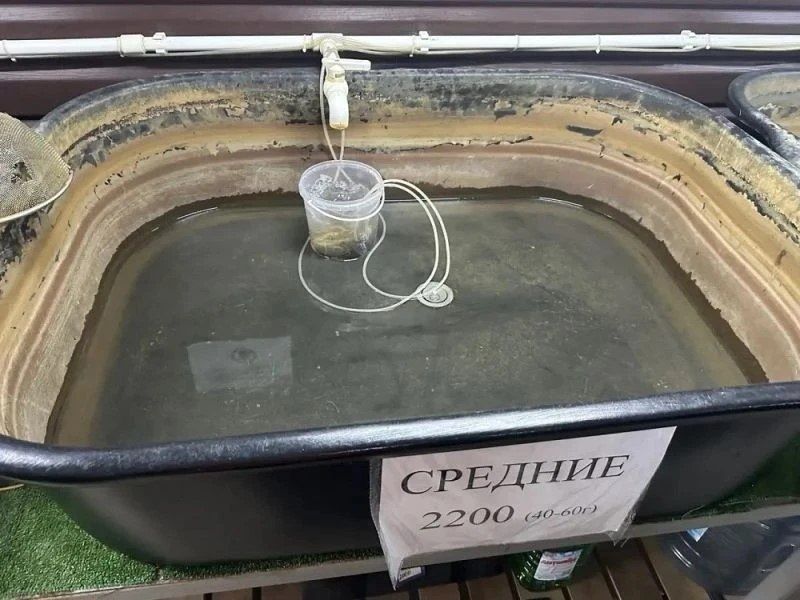 Предпринимателя из Новочеркасска заподозрили в незаконной продаже раков на 3 млн рублей Предпринимателя из Новочеркасска заподозрили в незаконной продаже раков на 3 млн рублей