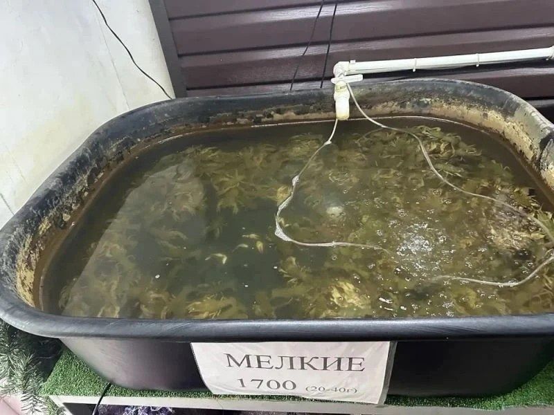 Предпринимателя из Новочеркасска заподозрили в незаконной продаже раков на 3 млн рублей Предпринимателя из Новочеркасска заподозрили в незаконной продаже раков на 3 млн рублей