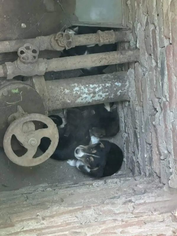 В Ростовской области спасли трёх щенков, упавших в глубокий колодец В Ростовской области спасли трёх щенков, упавших в глубокий колодец