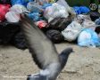 Росприроднадзор не смог взыскать ущерб почвам с бывшего ростовского регоператора