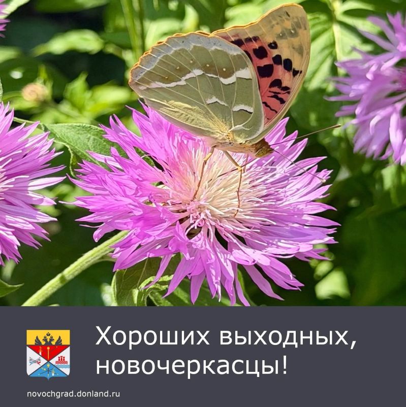 В предстоящие выходные, с 12 по 14 июня, жителей Новочеркасска ожидает тёплая погода