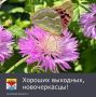 В предстоящие выходные, с 12 по 14 июня, жителей Новочеркасска ожидает тёплая погода