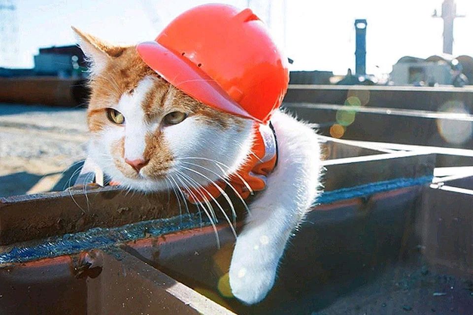 Россиянам разрешили брать домашних животных с собой на работу, но при одном условии
