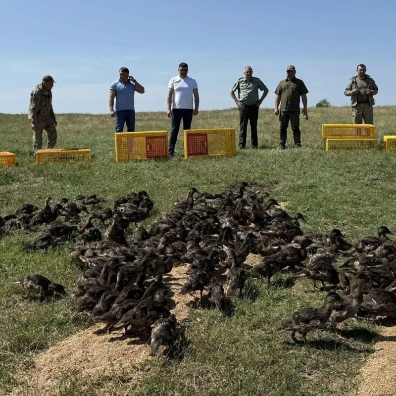 В Сальском районе (охотхозяйство «Юловское») в акваторию Веселовского водохранилища выпустили 1,4 тысячи утоккрякв В Сальском районе (охотхозяйство «Юловское») в акваторию Веселовского водохранилища выпустили 1,4 тысячи утоккрякв