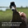В Сальском районе (охотхозяйство «Юловское») в акваторию Веселовского водохранилища выпустили 1,4 тысячи утоккрякв