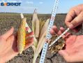 В двух районах Ростовской области могут объявить режим ЧС из-за нехватки влаги в почве