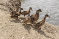 В Веселовское водохранилище Дона выпустили 1,4 тысячи уток-крякв