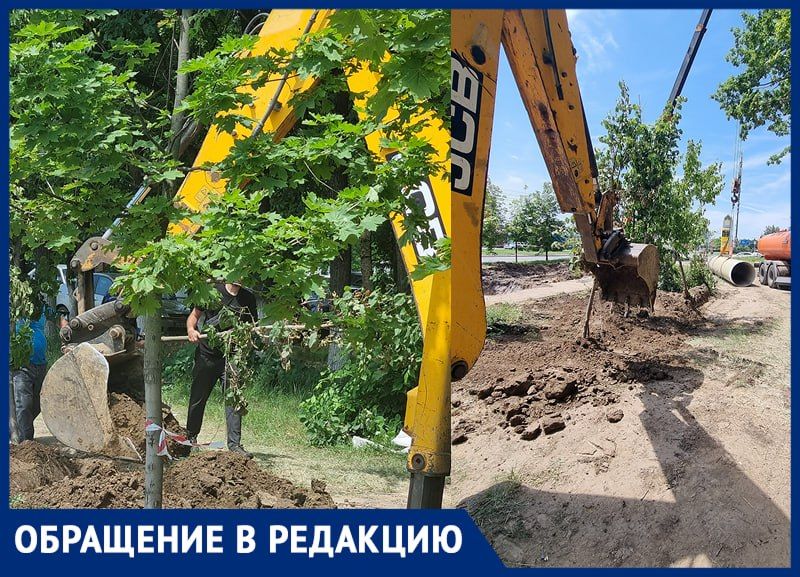 В Ростове начали выкапывать деревья, которые жители посадили меньше двух месяцев назад