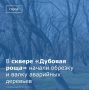 В Волгодонске в сквере «Дубовая роща» на улице Морской начались работы по санитарной обрезке и валке аварийных деревьев