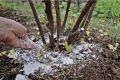 Доломитовая мука: секрет здоровья кустов смородины и крыжовника