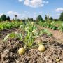 Мастерство окучивания: секреты для щедрого урожая картофеля