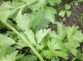 Секреты выращивания листового сельдерея: советы и лучшие сорта