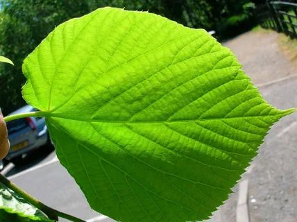 Как листва липы может преобразить ваш сад в экосистему здоровья