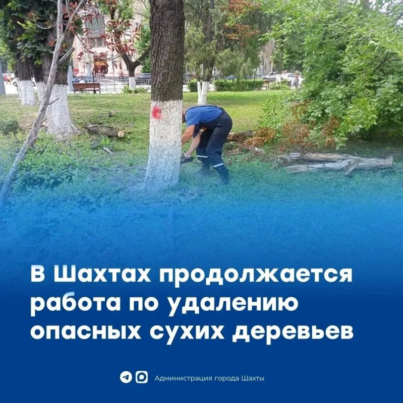В Шахтах на площади имени В.И.Ленина проводится спил аварийных деревьев