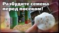 Зачем замачивать семена перед посевом и как это работает на практике