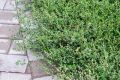 Горец птичий: забытое сокровище природы и его удивительные свойства