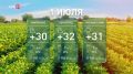 До +36 °С и сухо: какая погода ждёт дончан сегодня?