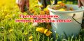 Одуванчики как секрет зелёного урожая: невероятное удобрение для вашего сада
