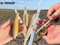 Засуха угрожает урожаю в Ростовской области