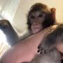 В Ростове ручная обезьяна напала на 10-летнюю девочку на улице